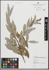 Foto von Salix alba L.